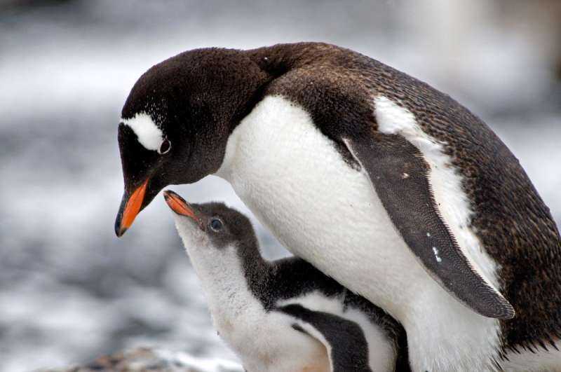 Красноклювые пингвины