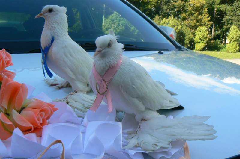 Свадебные голуби с кольцами