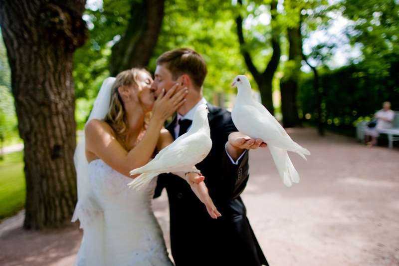 Пара свадебных голубей