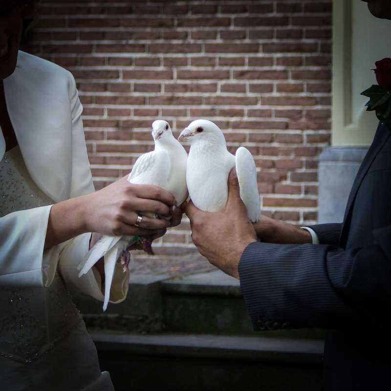 Бракосочетание голуби