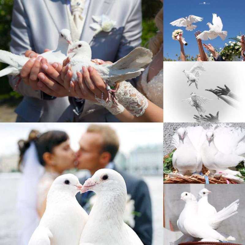 Белые голуби Свадебные