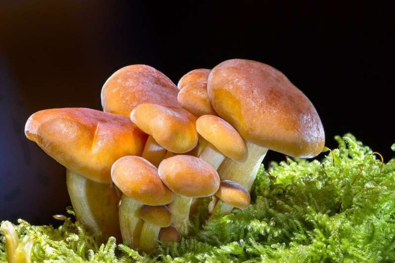 Необычные грибы в лесу
