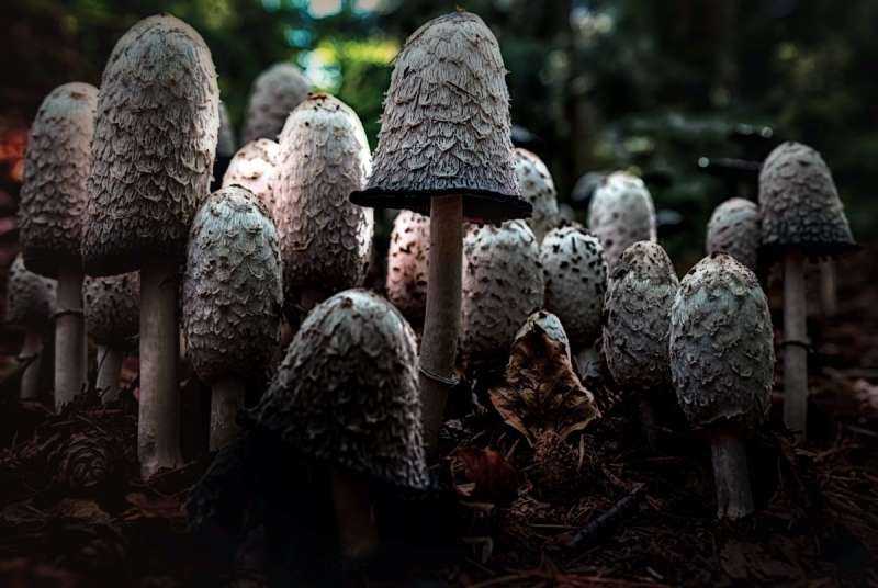 Лесные грибы ассорти