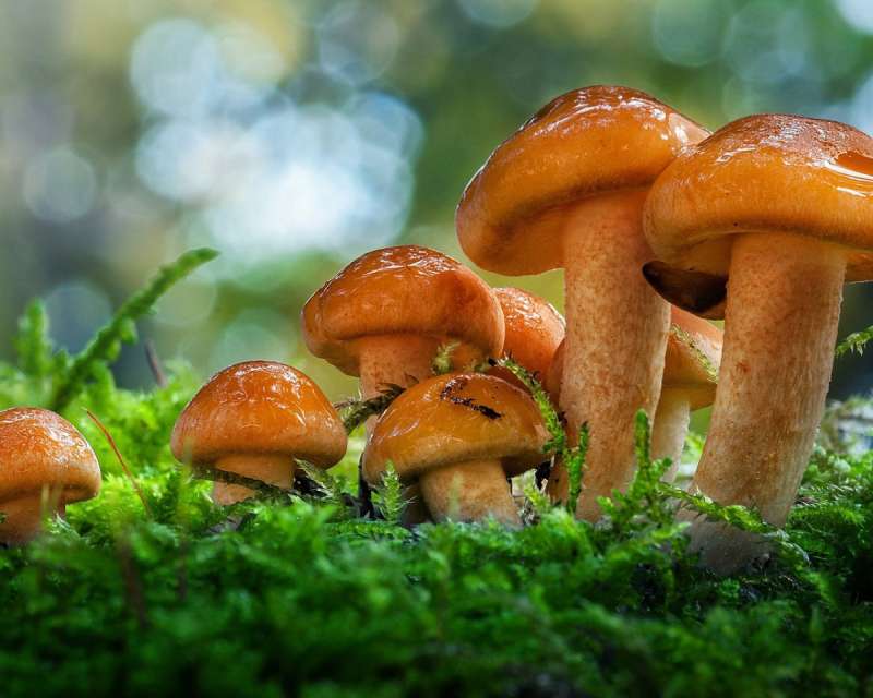 Хорошие грибы