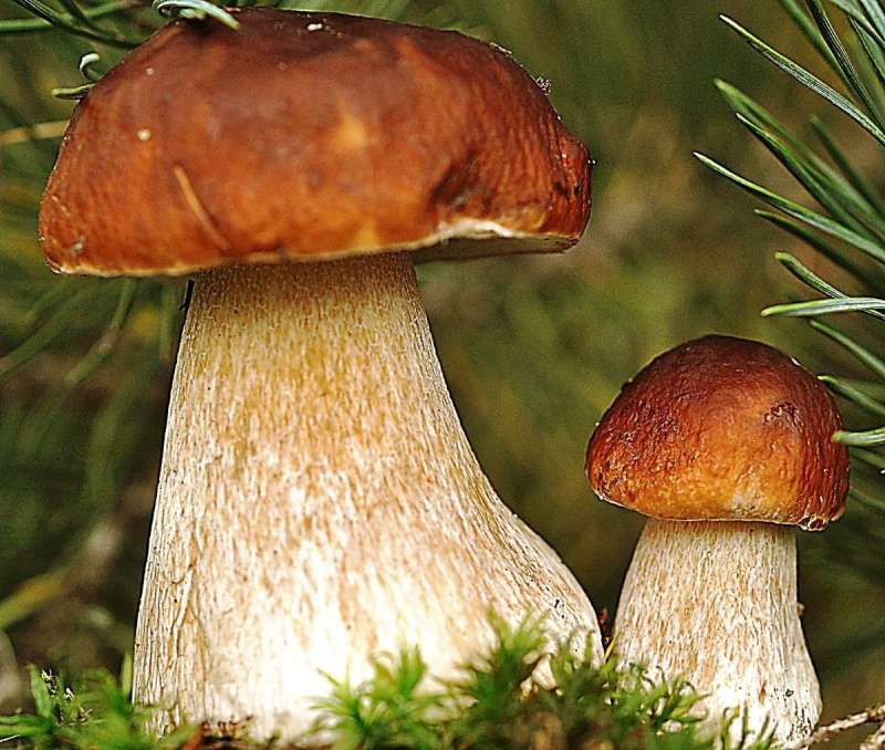 Сушеные грибы