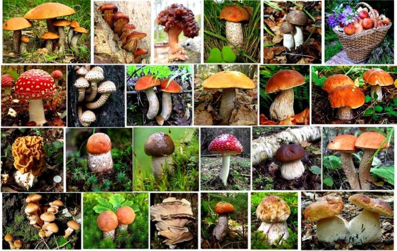 Лесные грибы съедобные и несъедобные