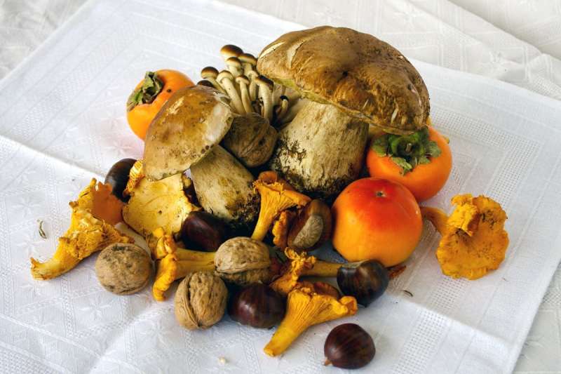 Разные грибы на одной картинке