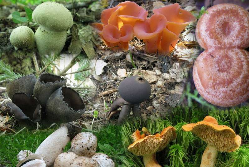 Разные грибы