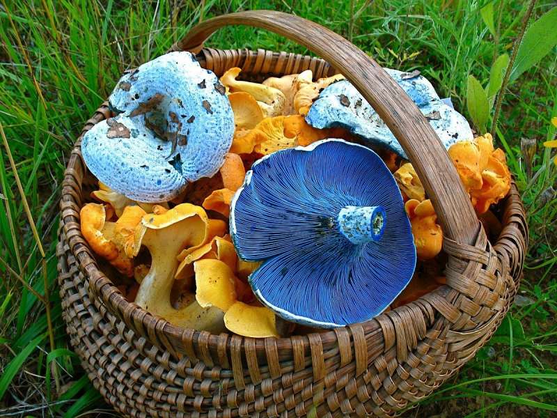 Собранные грибы