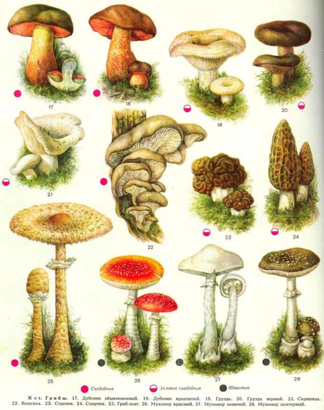 Название съедобных грибов и несъедобных грибов