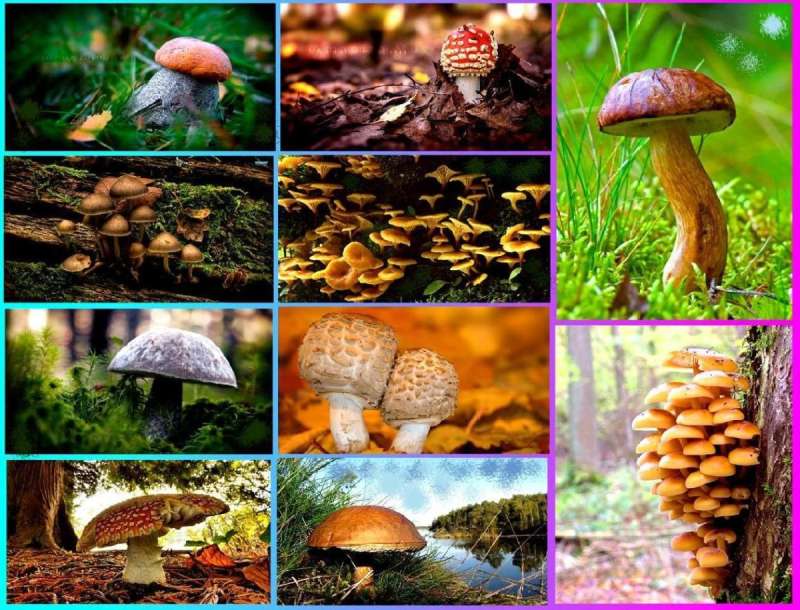 Разнообразные грибы