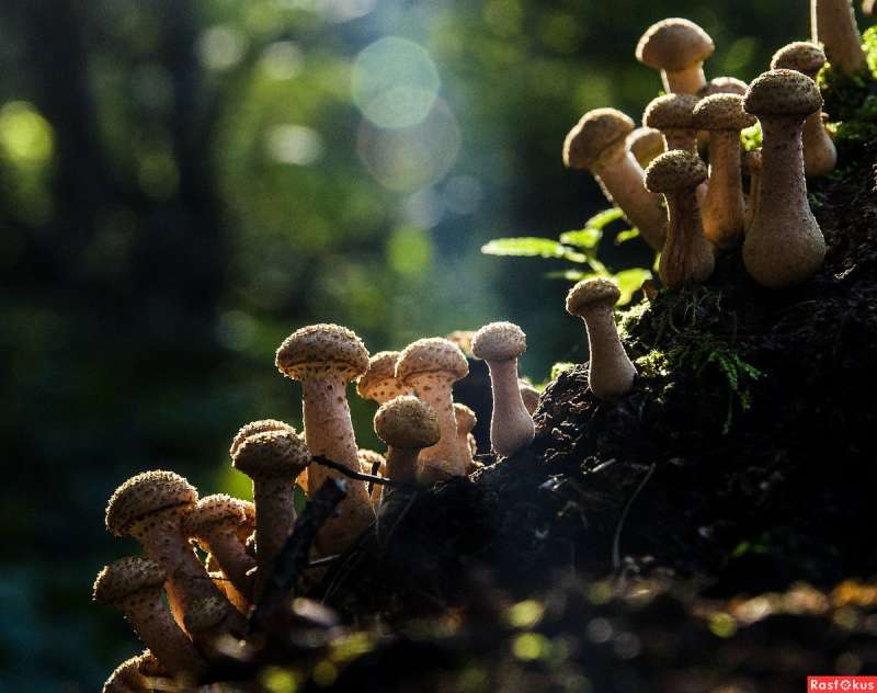 Коллаж из съедобных грибов