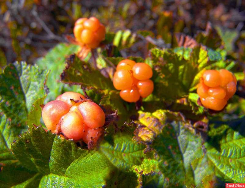 Морошка Rubus chamaemorus