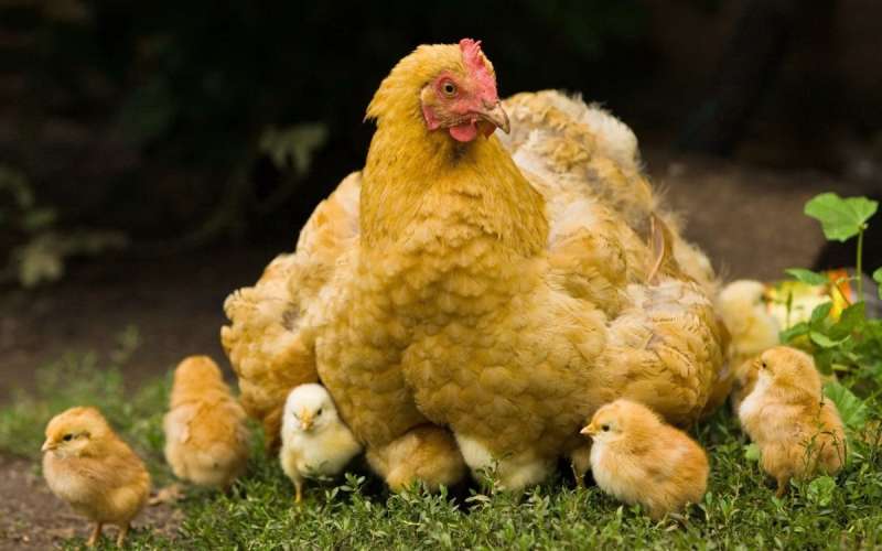 Куры цыплята породы Брама