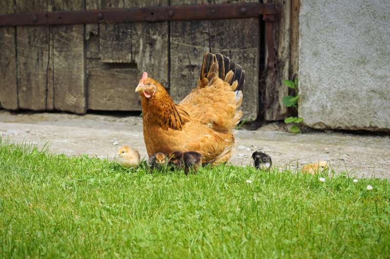 Курочки и цыплята в деревне