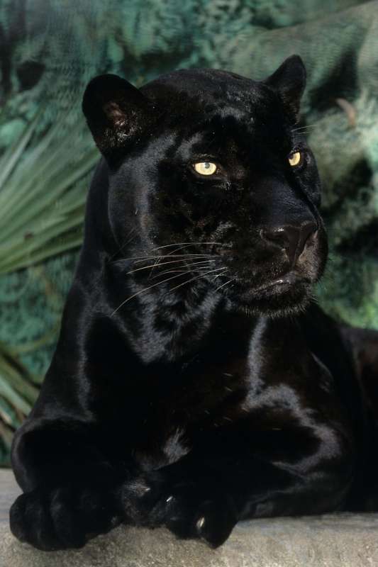 Черная пантера Ягуар меланист