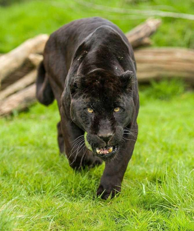 Черная пантера Ягуар