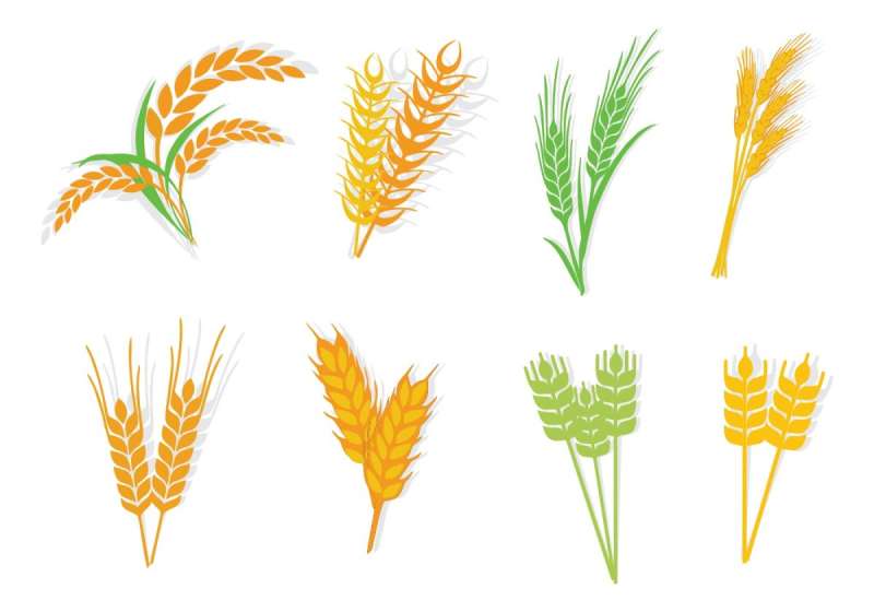 Рисование пшеница