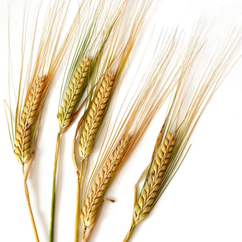 Пшеница кандиканс