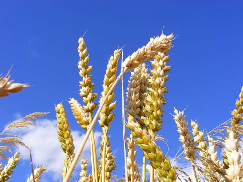 Колосок ржи и пшеницы