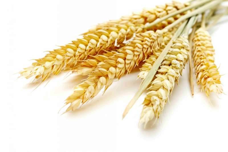 Пшеничная клетчатка Уницель 200