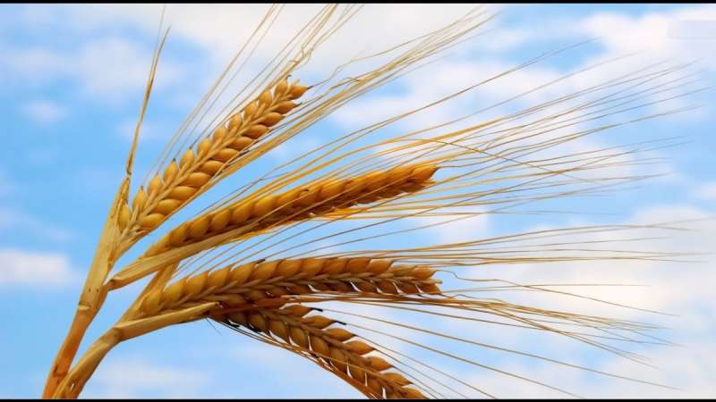 Колоски пшеницы картинки