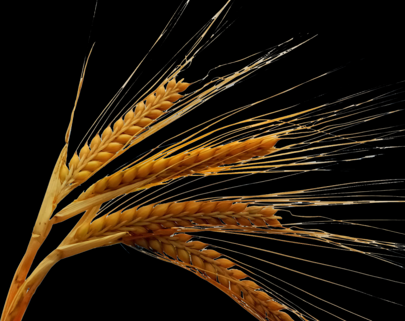 Ветка пшеницы