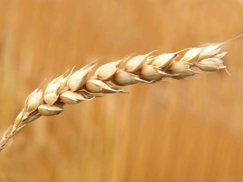 Соцветие Колоса пшеницы
