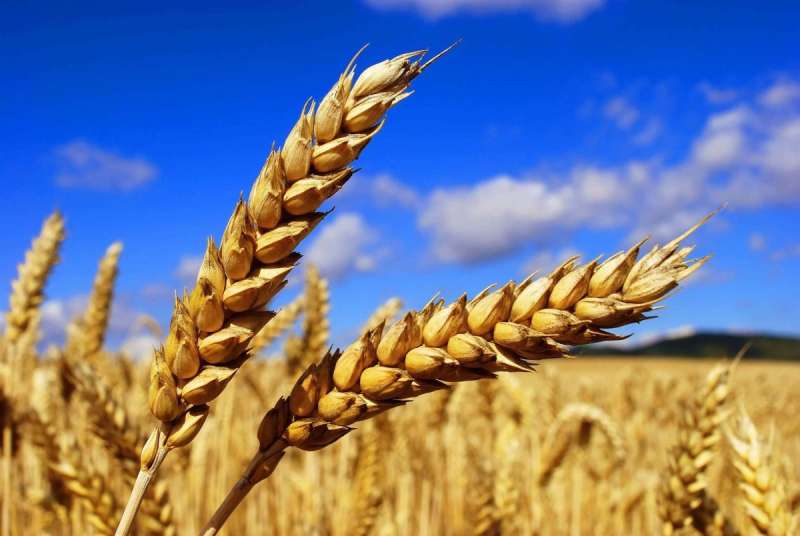 Озимая пшеница сорт джерси