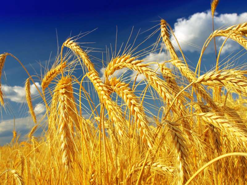 Пшеница сорт сударыня