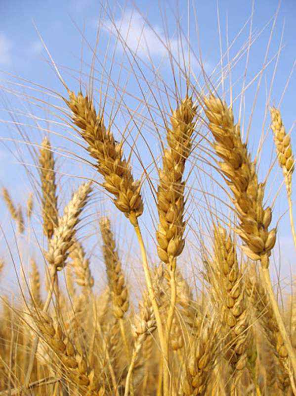 Мелянопус пшеница
