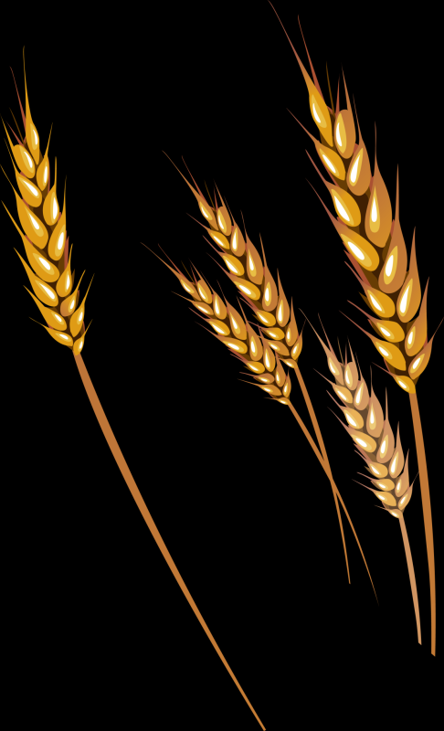Пшеница Einkorn