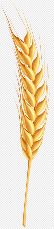 Один колосок пшеницы