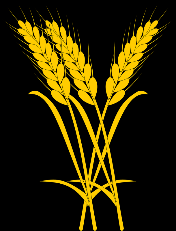 Сноп пшеницы вектор