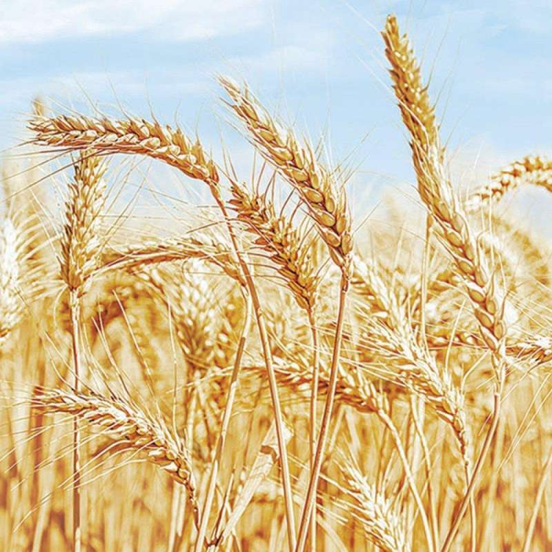 Кухонный фартук пшеница