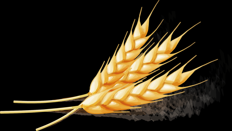 Векторные колоски пшеницы