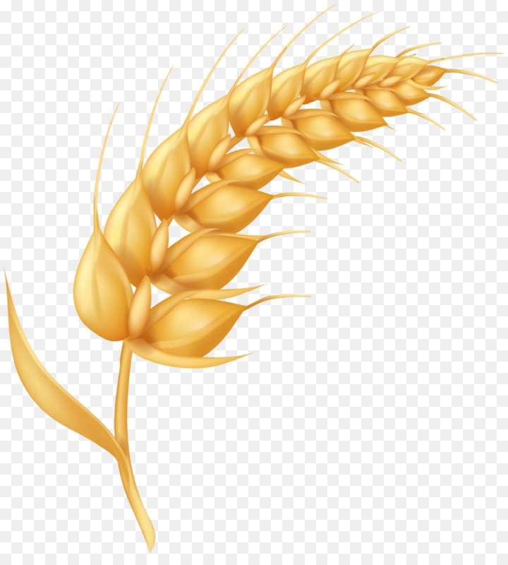 Колосья пшеницы мультяшные
