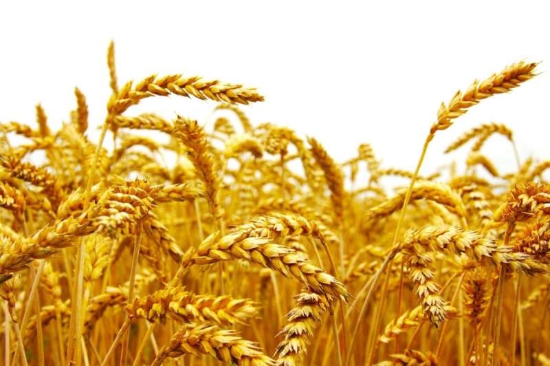 Колосья пшеницы на прозрачном поле-