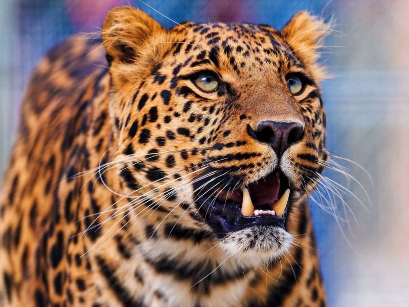 Леопард Panthera pardus 1