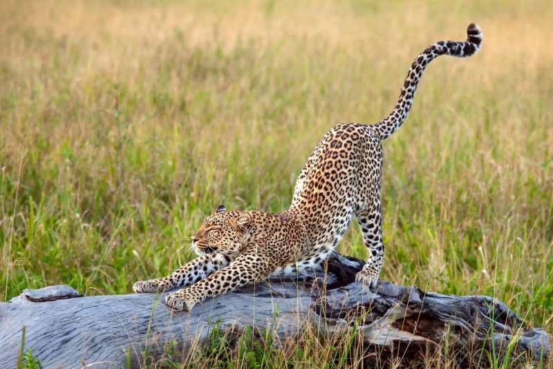 Леопард морда