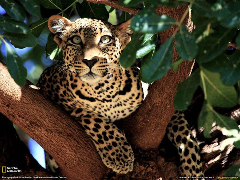 Ягуар леопард гепард животное