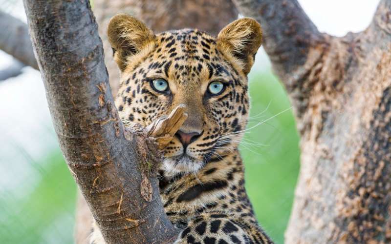 Ягуар гепард леопард снежный Барс Дикие кошки
