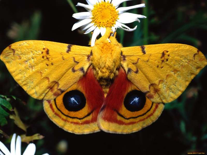 Бабочка желтого цвета