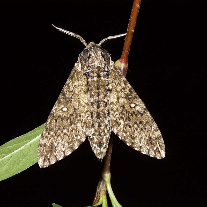 Ночная бабочка Бражник