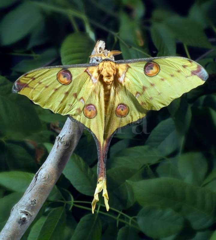 Бабочка Сатурния Мадагаскарская