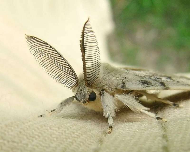 Тутовый шелкопряд бабочка