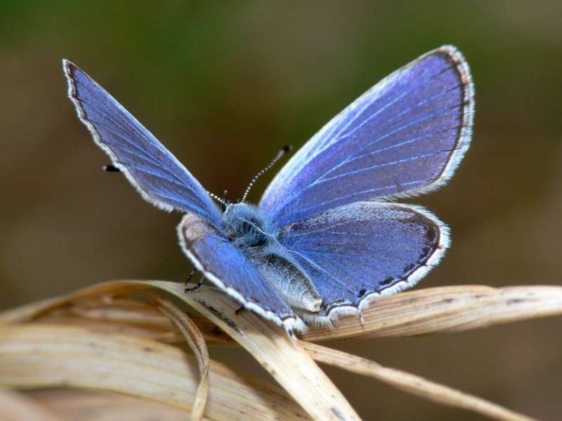 Бабочка голубянка Фривальдского