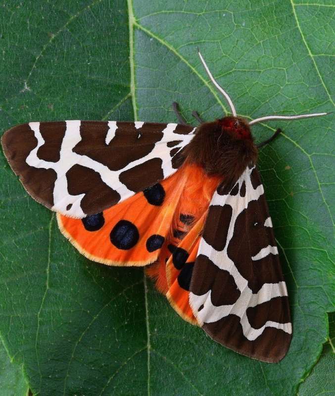 Tiger Moth бабочка