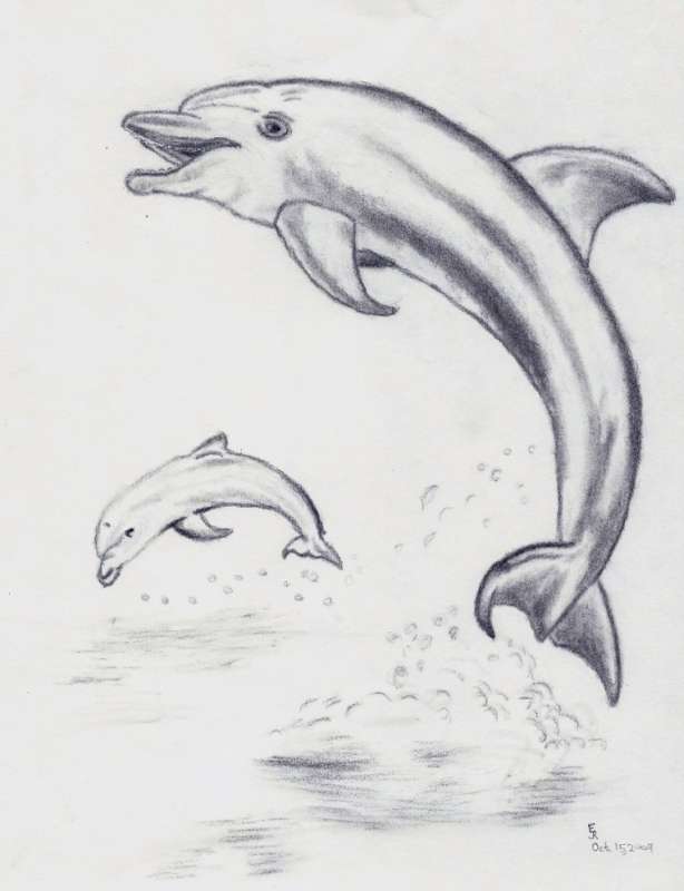 Набросок дельфина