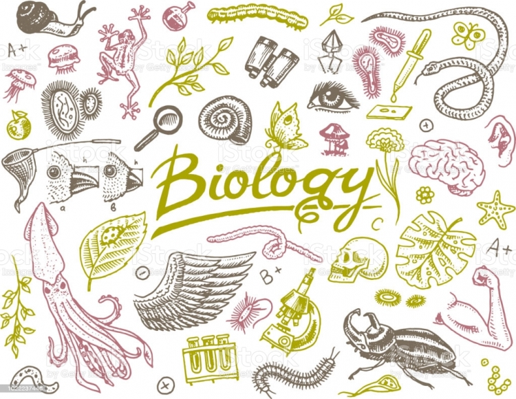 Маленькие рисунки на тему биология